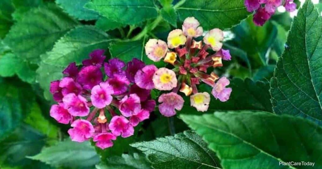 flowers of the Lantana plant