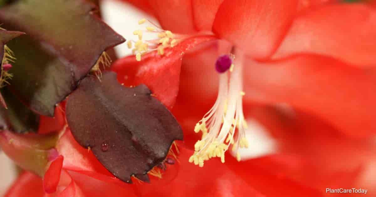 Christmas cactus leaves turning purple