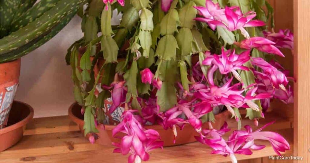 Flowering Christmas Cactus plant