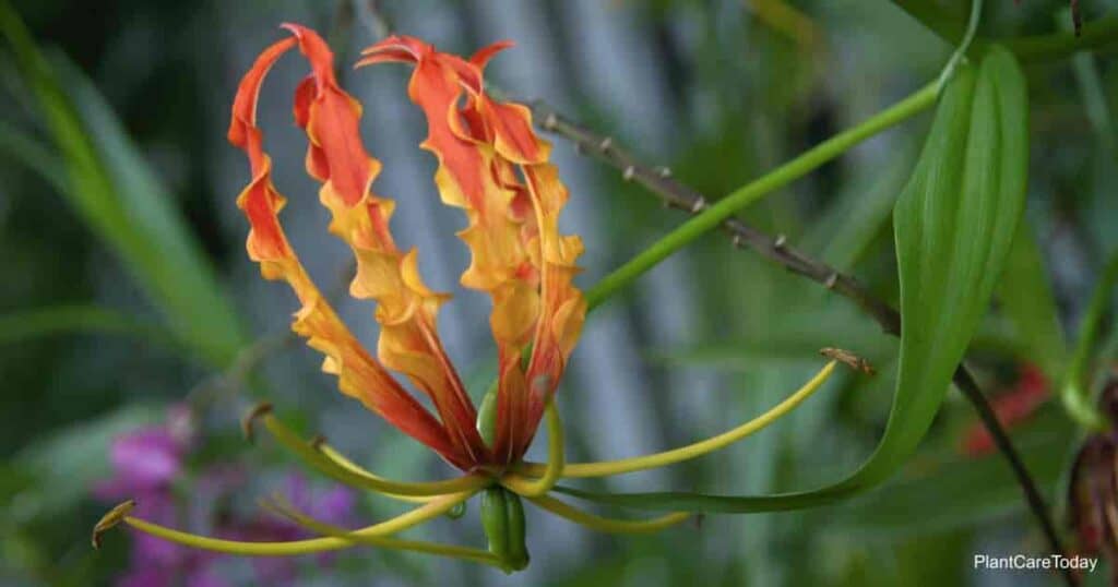 Flower of the Gloriosa Lily