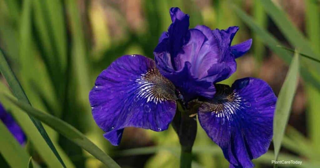 Blooming Bearded Iris