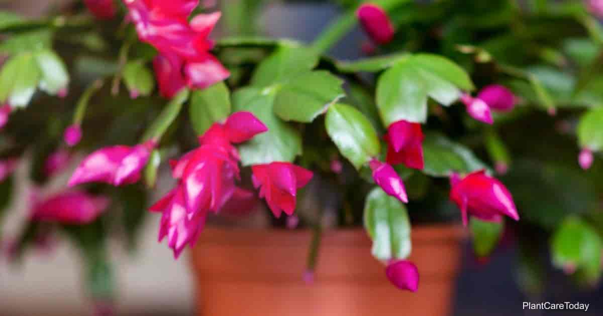 propagating Christmas Cactus