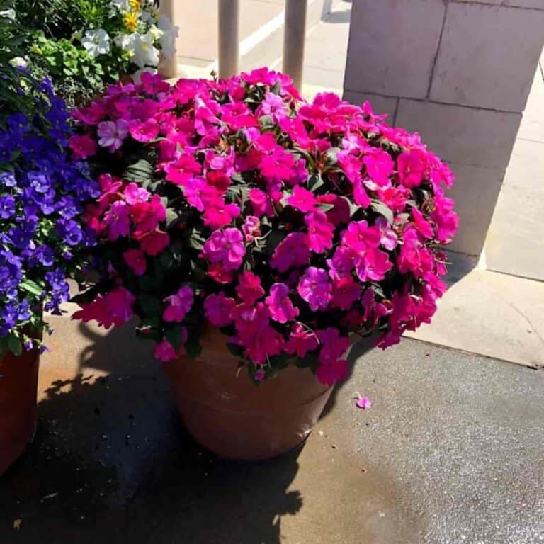New Guinea Impatiens How To Plant, Care For And Grow