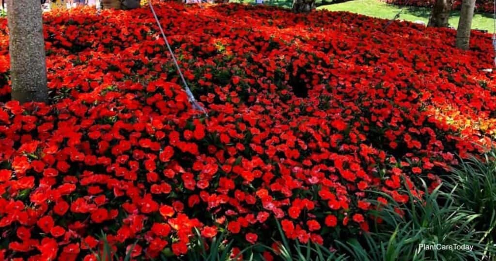 New Guinea Impatiens: How To Plant, Care For And Grow