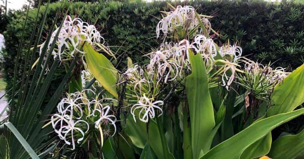 Flowering Crinum Lily