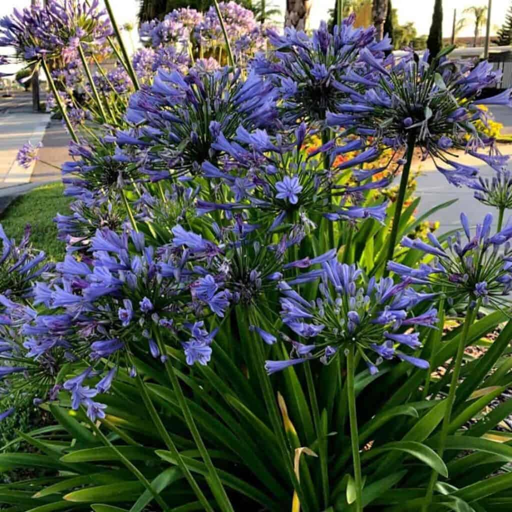 Clump of violet flowering Agapanthus, Seminole, Florida May 2021