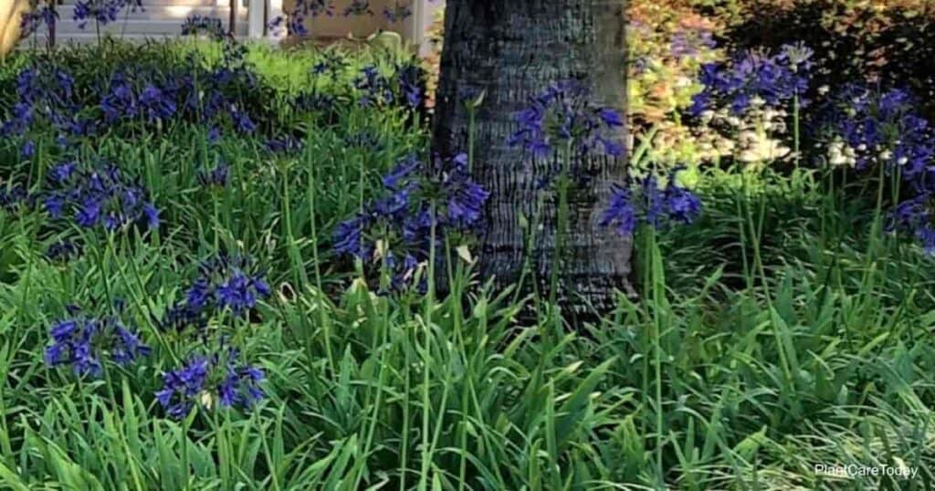 Dark violet blooms of Agapanthus plants in flower at Disney World, Contemporary Hotel, Orlando, Florida May 2021