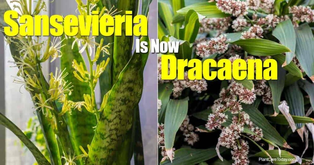 sansevieria is now dracanea