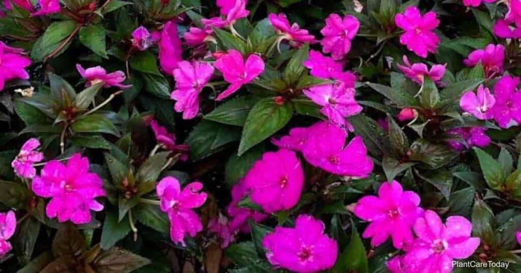 Prune impatiens for more blooms