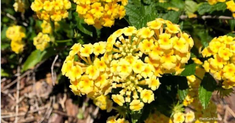 How To Grow and Care For Yellow Lantana