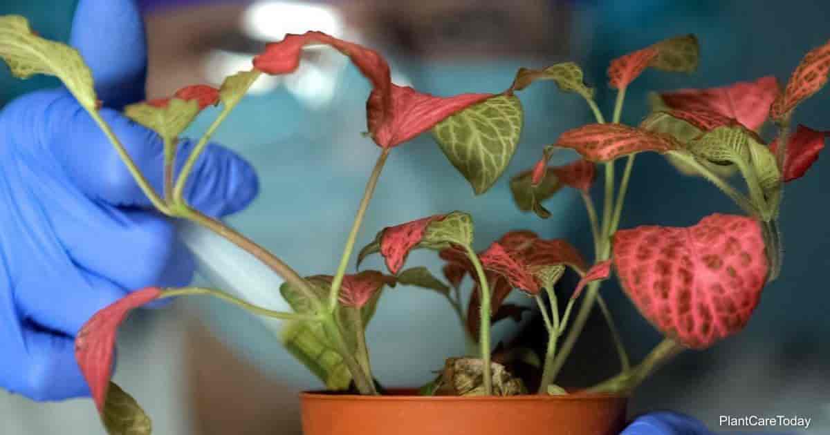Fittonia leaves curling