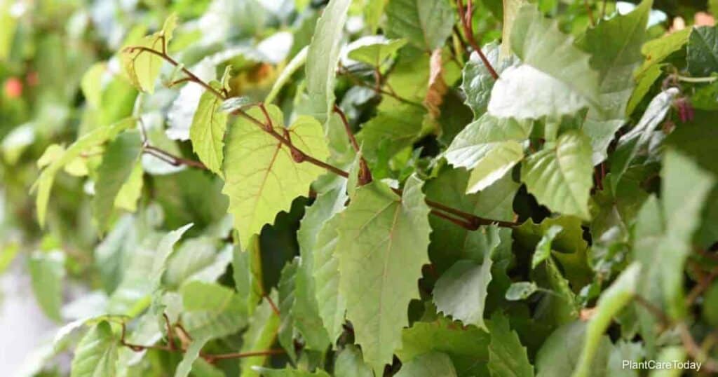 Cissus Antarctica - aka Kangaroo Vine