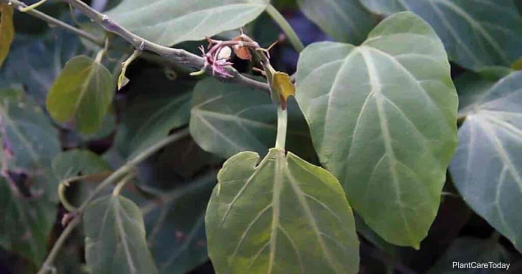 Cissus Amazonica vine