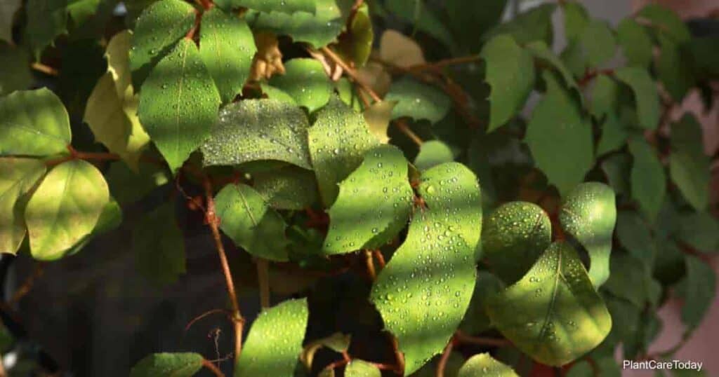 Many Cissus varieties make wonderful houseplants