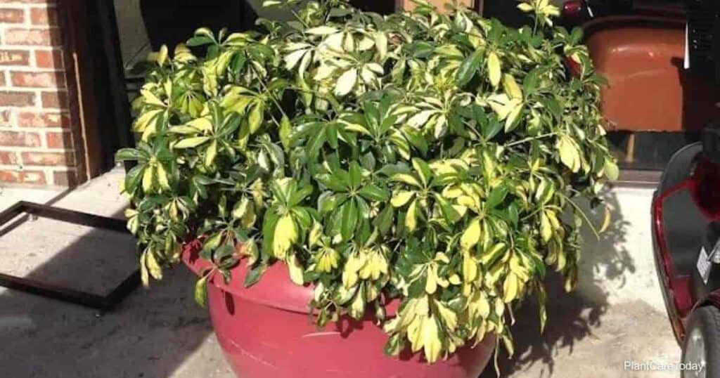 Potted variegated dwarf Schefflera