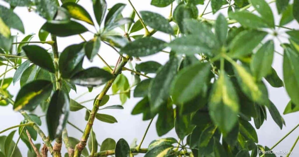 how to fix the leggy schefflera