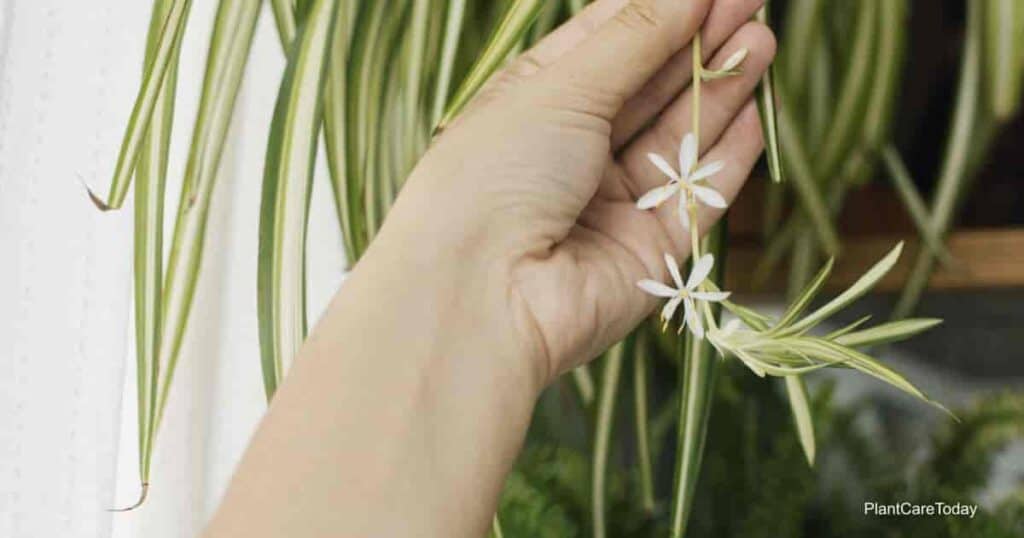 flowers of the Chlorophytum spider plant