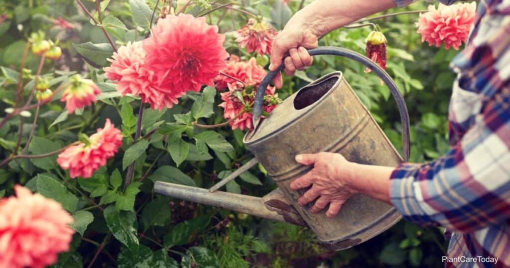 watering dahlia