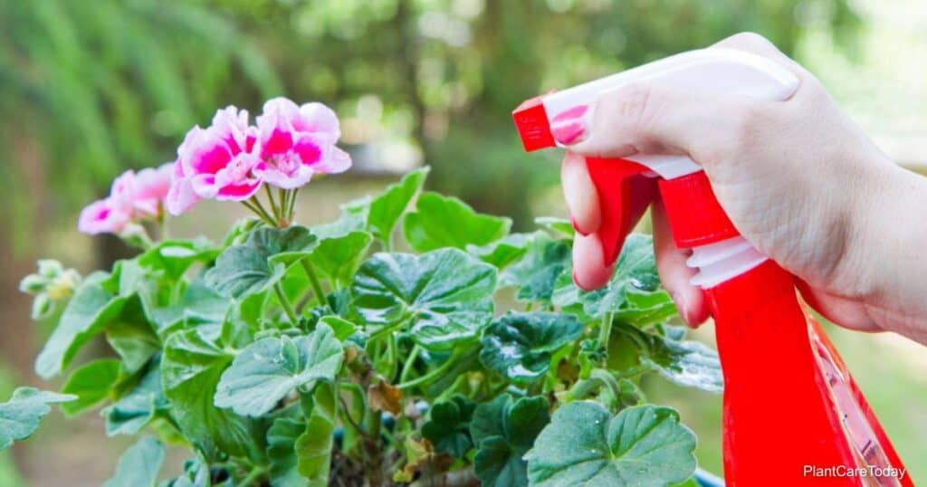 Control Geranium Pests