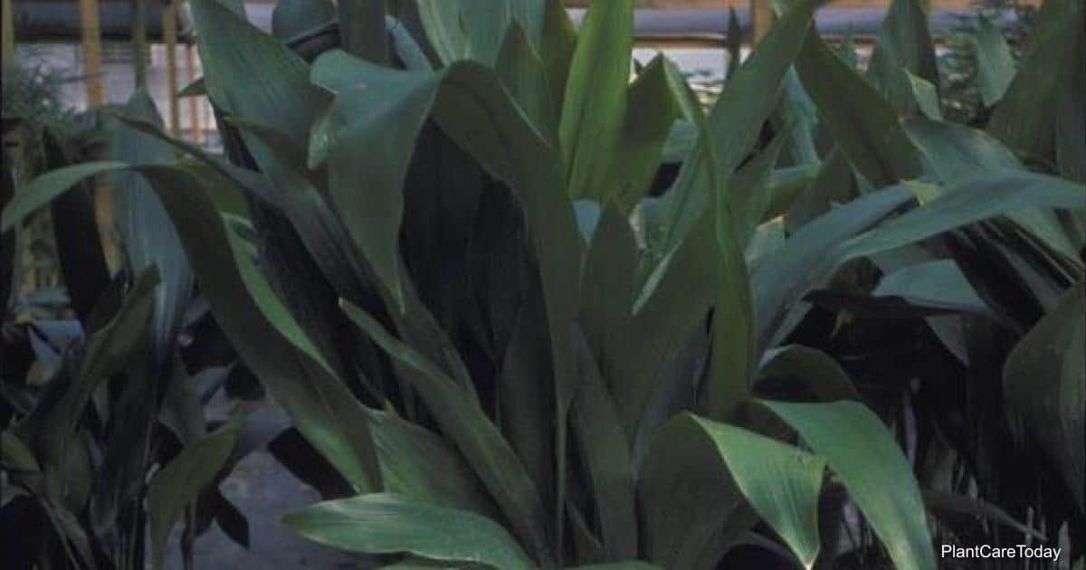 cast iron Aspidistra plant