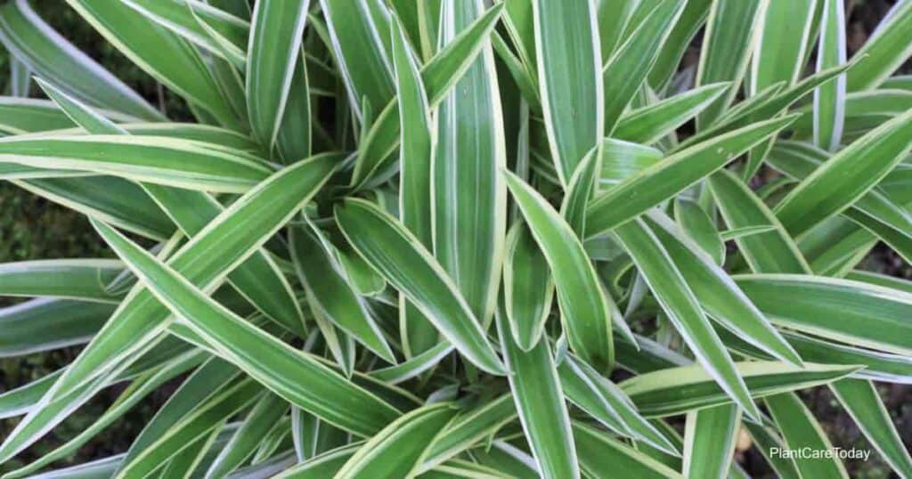 Reversed unique variegated leaf pattern of Spider plant