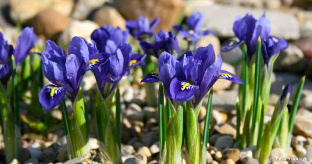 Transplanting Iris Bulbs