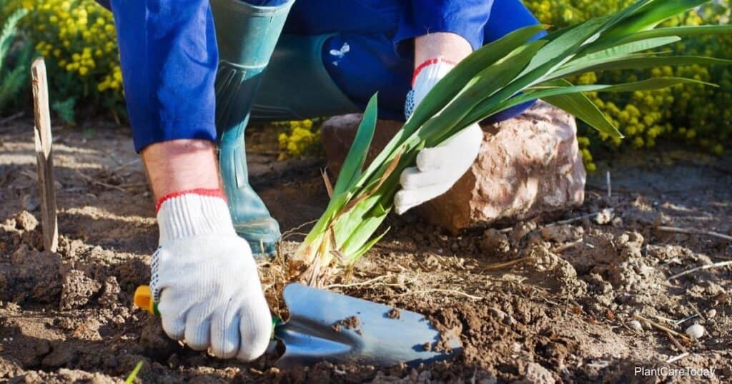 Growing Iris Plants