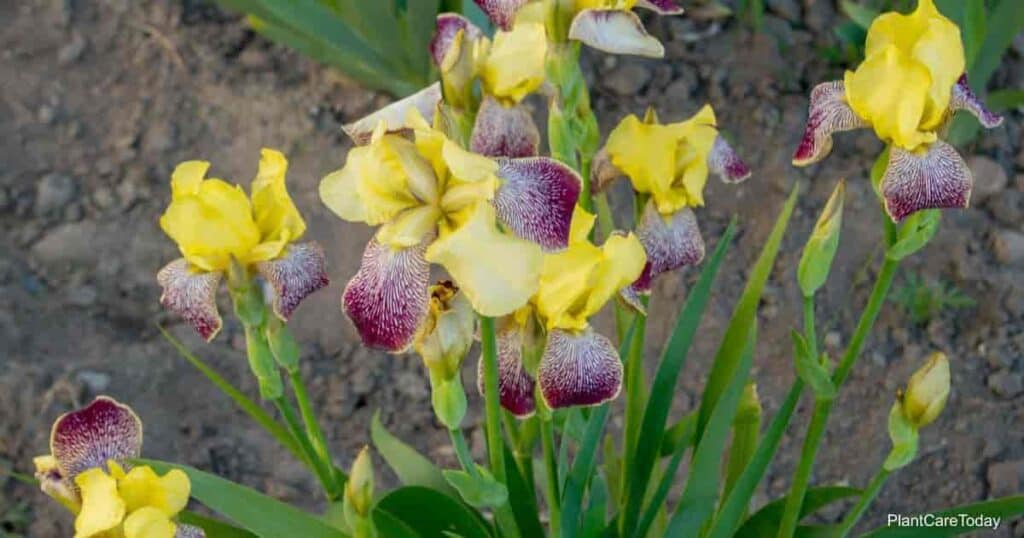 Charming Iris Plants