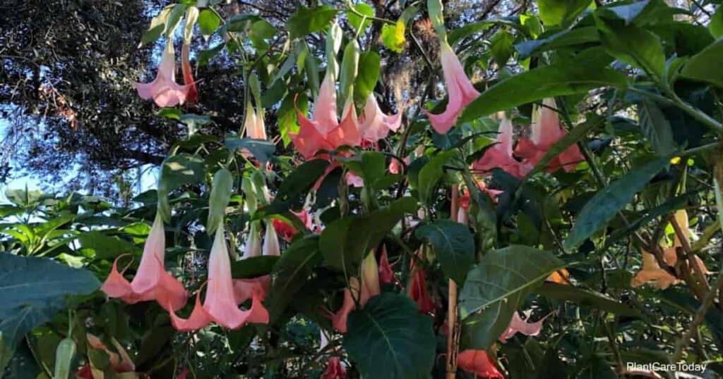 Brugmansia Angel Trumpet Flower