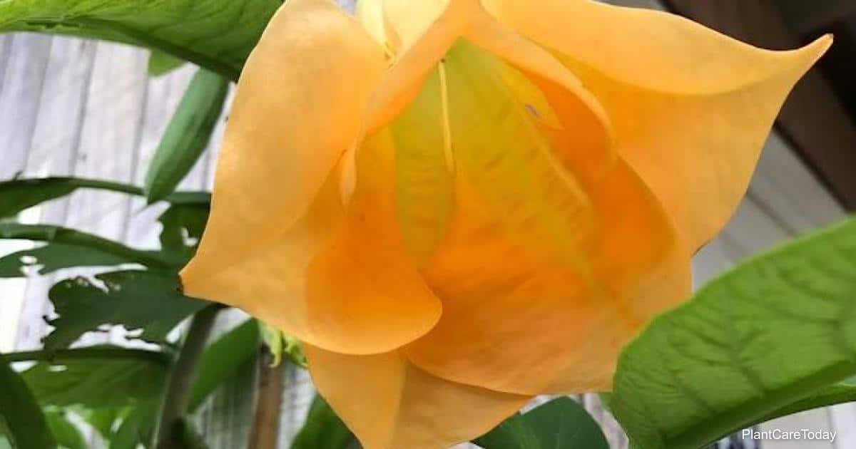Como cultivar plantas de trombeta de anjo Brugmansia a partir de sementes? Entretanto Como cultivar plantas de trombeta de anjo Brugmansia a partir de sementes? Entretanto