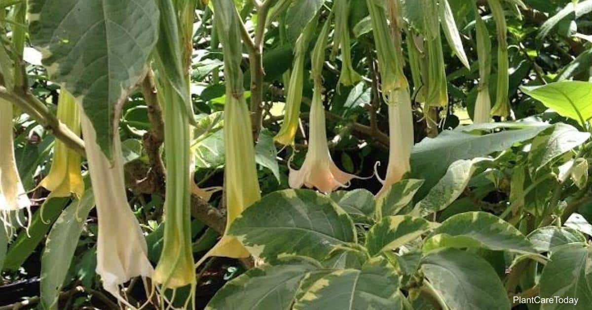variegated angel trumpet