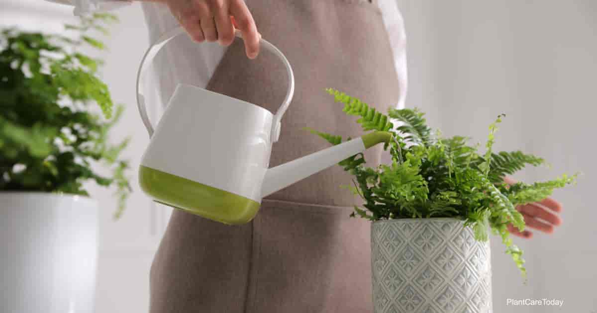 Watering a Boston Fern