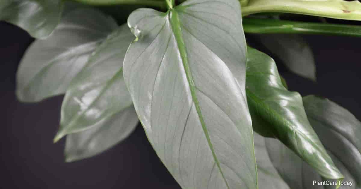 Unique Philodendron Hastatum