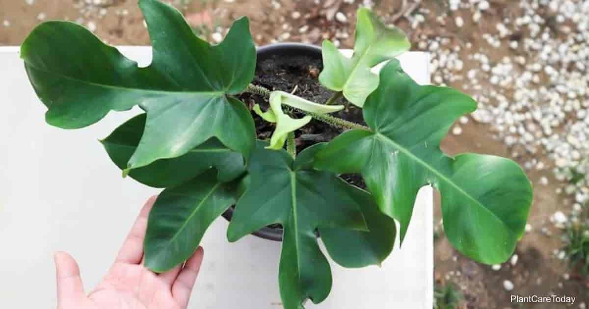 pilodendron pedatum