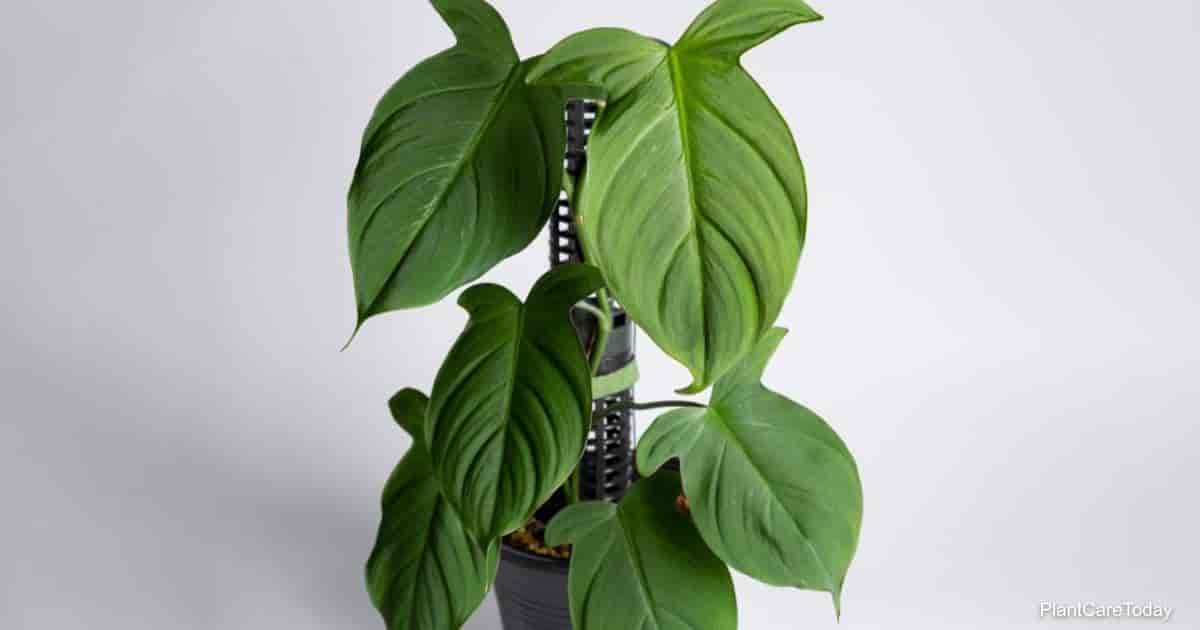 Philodendron Camposportoanum