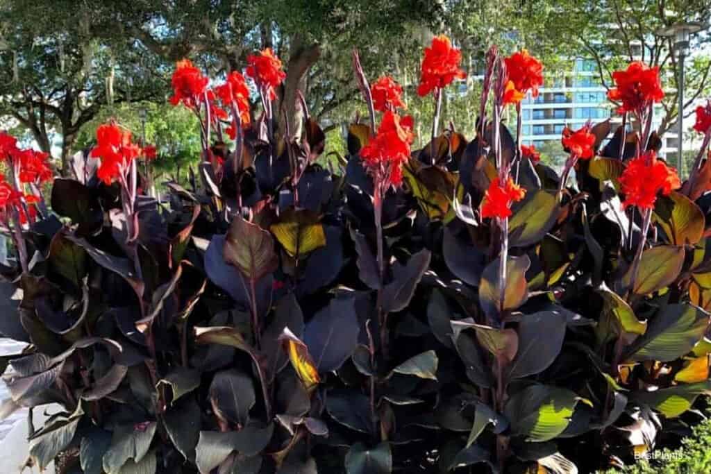 Blooming Canna lilies - Contemporary Hotel Walt Disney World, Orlando Florida