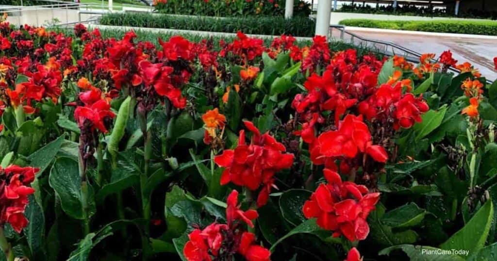 Are Canna Lilies Poisonous To Pets