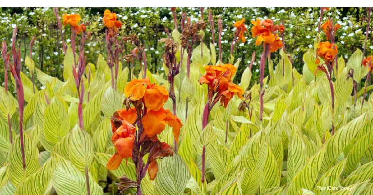 Blooming Canna Lilies