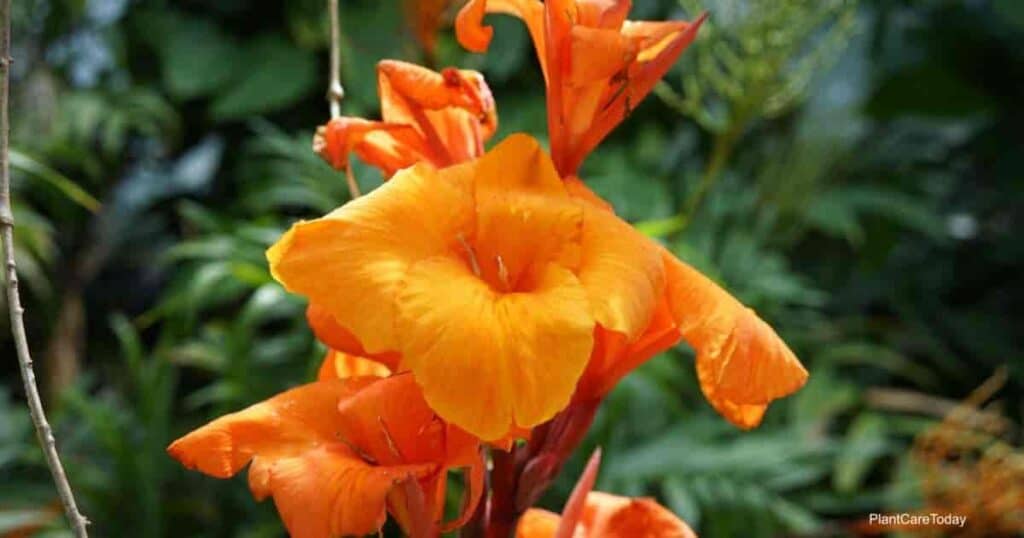 beautiful orange canna blooms - when should cannas be pruned back?