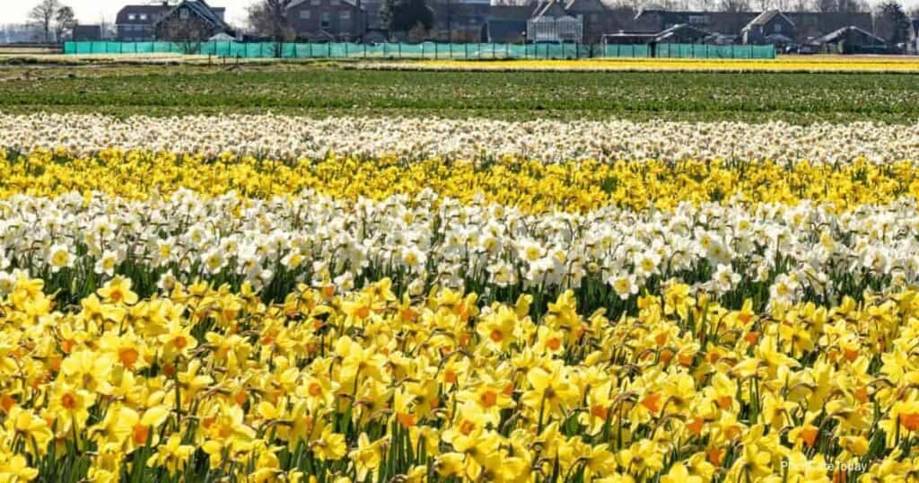 Hermosos narcisos