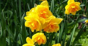 7 Enchanting Myths and Legends About Daffodils You’ve Never Heard