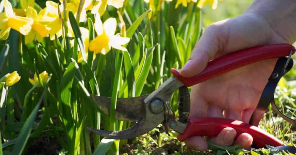 Pruning Daffodils