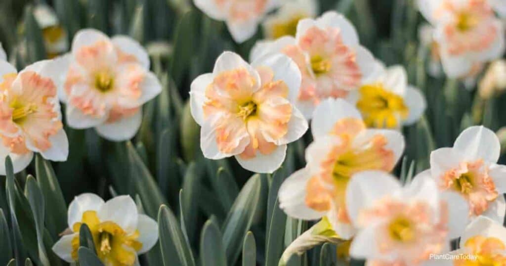 Narcisos en maceta con flores