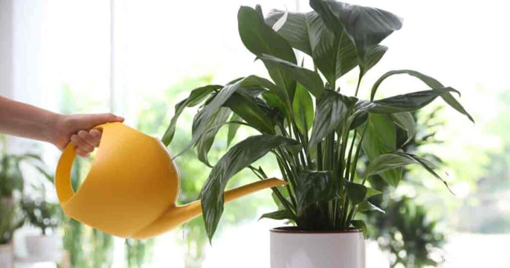 watering a Peace Lily