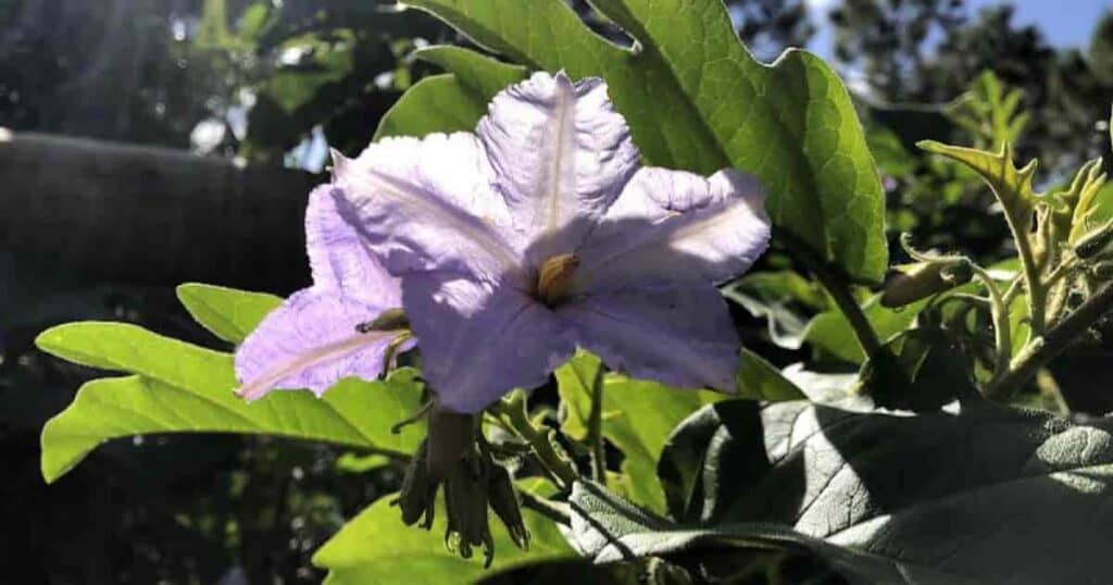 Growing Potato Tree