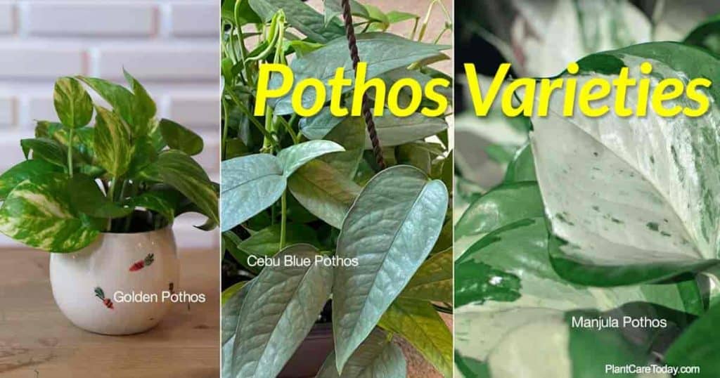 3 varieties of Pothos of the many types available