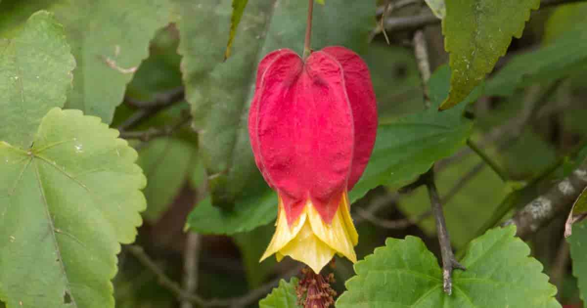 Flowering Maple Care Growing Trailing Abutilon Megapotamicum