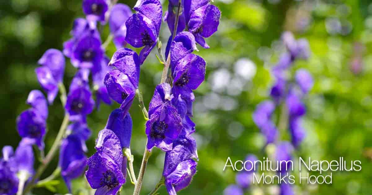 Blooming toxic Aconitum Napellus (Monk's Hood)