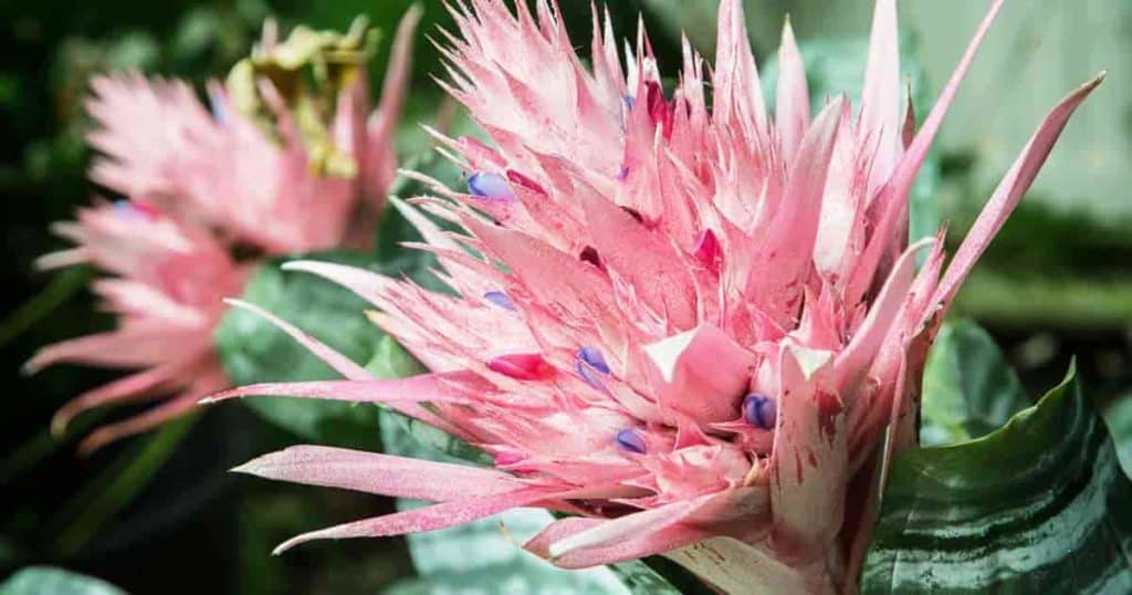 Silver Vase Bromeliad Plant Care: Tips On Growing The Aechmea Fasciata