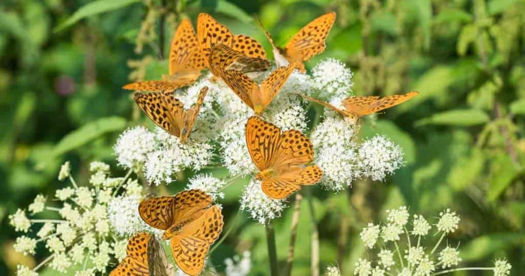 Flowering Aegopodium Podagraria covered with butterflies